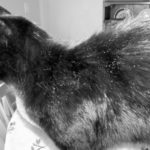 Skin Conditions In Cats:  Prevent Dry Winter Skin