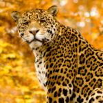 Panthera:  Helping Preserve The Jaguar Population