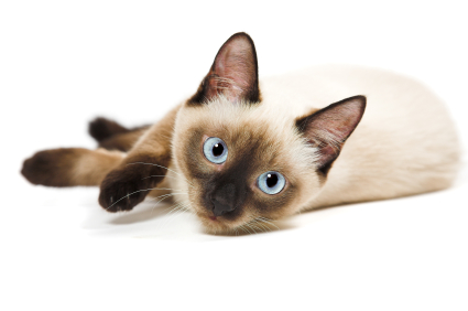 Cat Care: Litter Box Logic