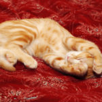 Cat Behavior:  How To Deal With A Stressed Cat