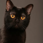 Cat Breeds: Bombay Cat