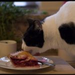 Funny Cat Pictures:  Cat Observes National Pie Day