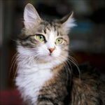 Cat Allergies: 10 Tips To Reduce Allergens In Your Home