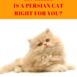 Cat Breeds:  Persian Cat