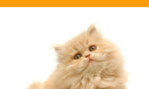 Cat Breeds:  Persian Cat
