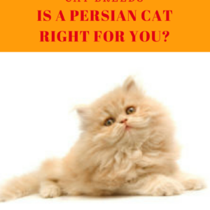 Cat Breeds: Persian Cat