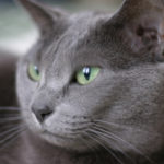 Cat Breeds:  Russian Blue