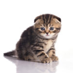 Cat Poem:  The Vets’ Is Our Best Friend