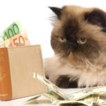 Online Shopping Deals And Steals For You And Your Cat