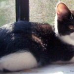 Etymology Of The Word “Kitty”