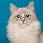 Cat Breeds:  The Ragdoll Cat