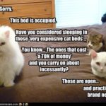 Funny Cat Pictures:  Role Reversal