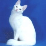 Cat Breeds:  The Turkish Angora