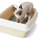 The Litter Box: What Your Cat Wants You To Know