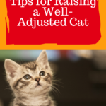 Kitten Care: Tips for Raising A Well-Adjusted Cat