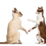 Cat Poems:  The Tonbridge Standoff