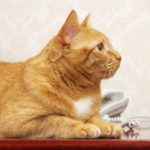 Cat Stories:  Tommy The Cat And The Telephone