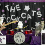 Funny Cat Picture:  The Rock Cats