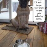 Funny Pet Picture:  A Well-Trained Dog