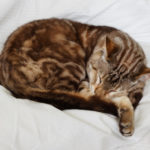 Cat Behavior:  Is Your Cat Keeping You Awake At Night?