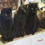 Photographing Cats:  Tips From A Pro