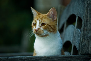 Cat Story Jock, The Cat Who Became A Landmark