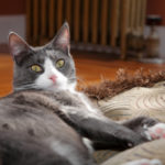 Cat Health:  New Treatment For Cats With Osteoarthritis
