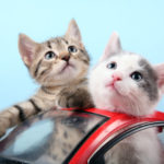 Travel With Cats:  Getting Comfortable With Road Tripping