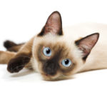 Cat Breeds:  Five Kid-Friendly Breeds