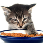 Cat Nutrition:  Ensuring A Balanced Diet For Your Cat