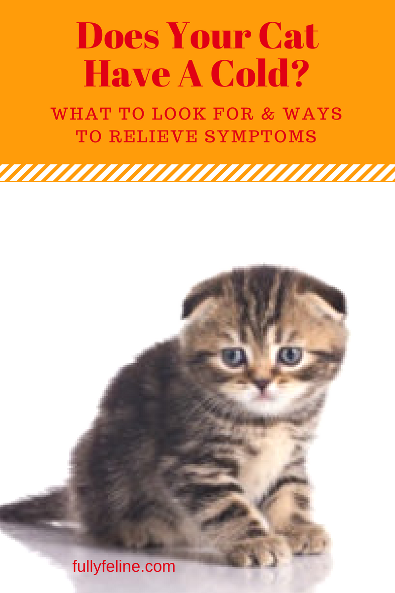 cat-colds-what-symptoms-to-look-for