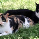 Caring For Feral Cats In Hot Weather