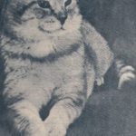 Morris The Cat: What You Wanted To Know, But Were Afraid To Ask