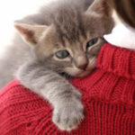 Kitten Socialization Classes:  Would You Attend?