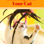 Cat Toy Preferences: Selecting Right Toys For Cat’s Hunting Style