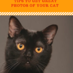 How To Take Good Pictures Of Cats