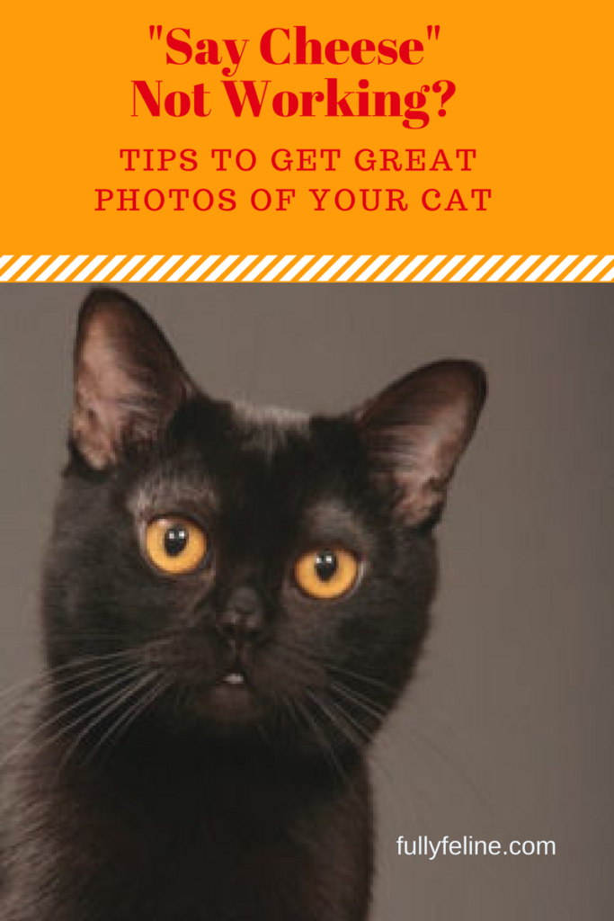 pictures of cats