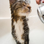 Tips For Bathing A Cat