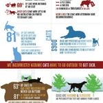 Cat Care Tips (Infographic)