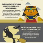 Cat Facts: Why Do Cats Have 9 Lives? (Infographic)