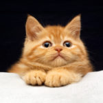 Eco Friendly Pet Care Tips