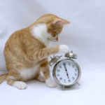 Cat Stories: Cats Always Know The Time