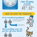 Cat Sleep Patterns (Infographic)