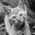 Cat Poem:  Getting To Know You