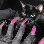 Meet Our Halloween Cover Kitties