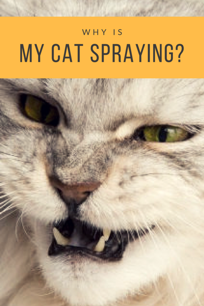 Vets share 5 reasons why cats spray — and tips to keep them from marking your walls and stinking up your home