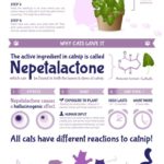 Catnip: The Whole Story (Infographic)