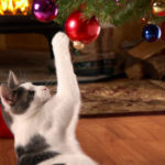 Cat Safety:  Holiday Hazards To Avoid