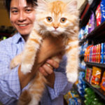 Cat Health:  Six Problems Targeted By Cat Food