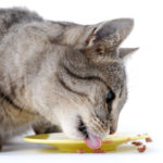 10 Feeding Time Tips For Multi-Cat Households
